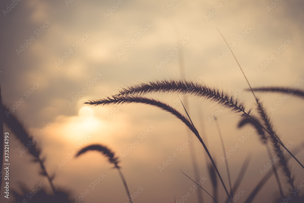 Obraz premium The grass in the setting sun is about to set, warming the heart