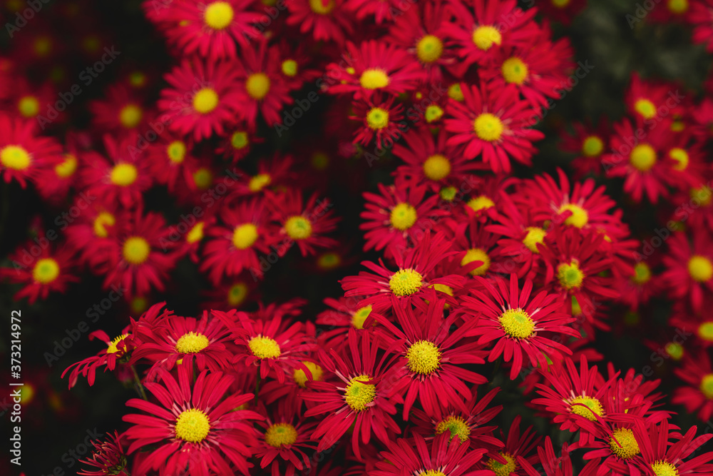 Fototapeta premium The autumn Flowers, chrysanthemum flowers wallpaper background.