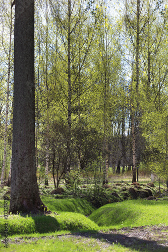 Drainage ditch overgrown with lawn grass surrounded by trees in the park