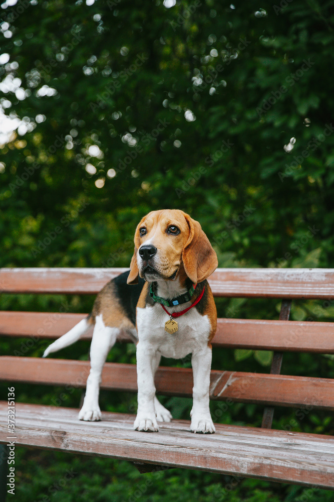 Beagle dog puppy sitting on a park bench cheerful and happy on a summer evening