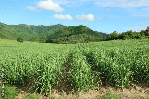 Sugar cane in the cane fields with mountain background. Nature and agriculture concept.