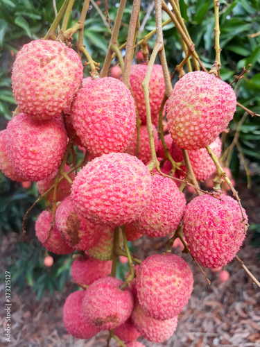 lychee on a tree