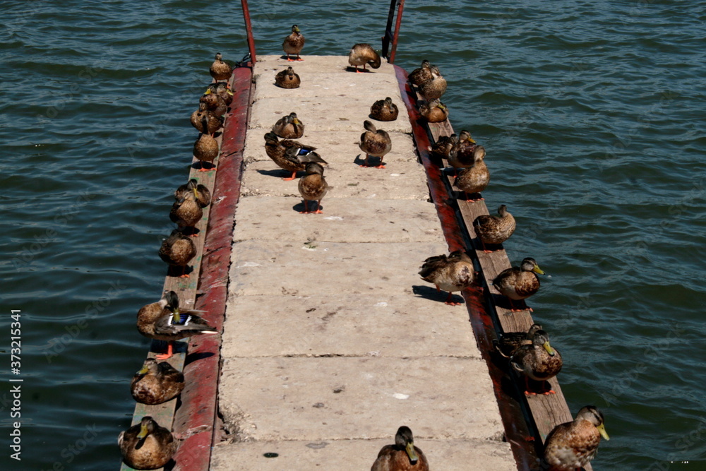 Naklejka premium rope on the dock