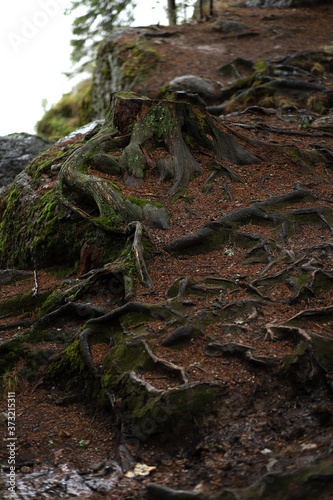 Old tree stump in a dark gloomy forest. The embossed roots of the epnya entwine a granite boulder