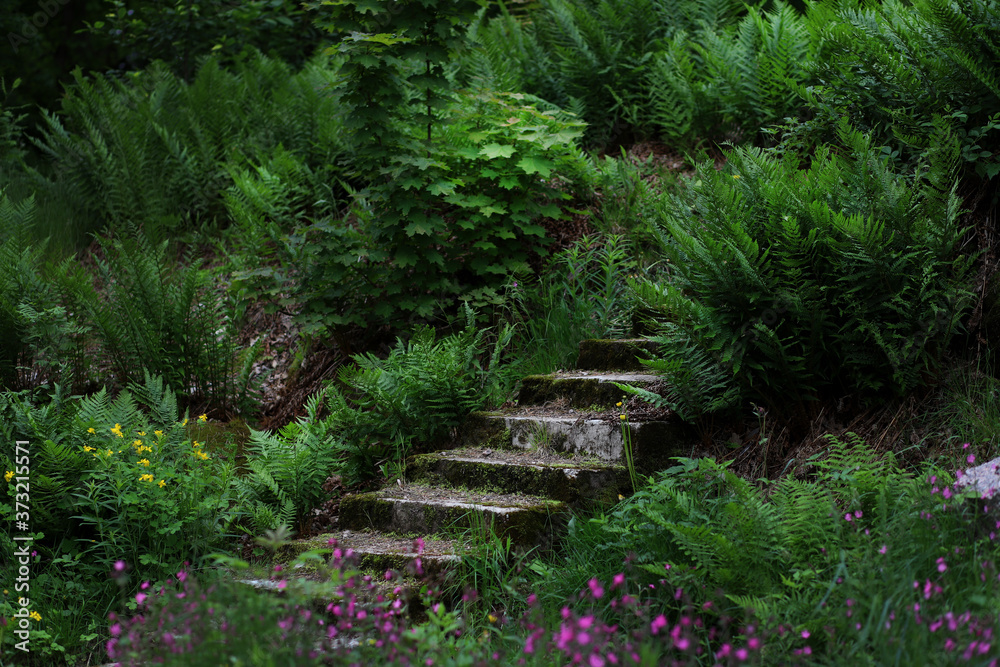 Stone steps on a mountainside surrounded by dark trees Stone steps on a mountainside surrounded by dark trees