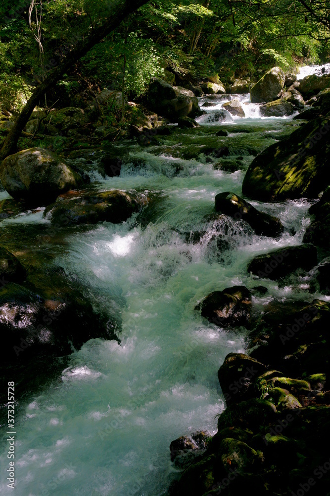 Fototapeta premium 夏の森の中の渓流の風景 