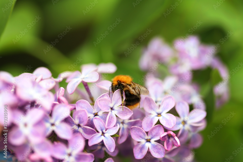 Shaggy bumblebee on a blooming lilac branch Shaggy bumblebee on a blooming lilac branch