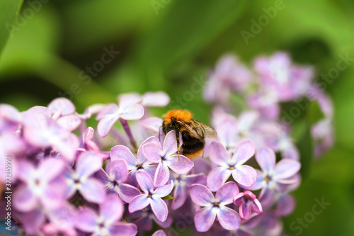 Shaggy bumblebee on a blooming lilac branch © Yuliya