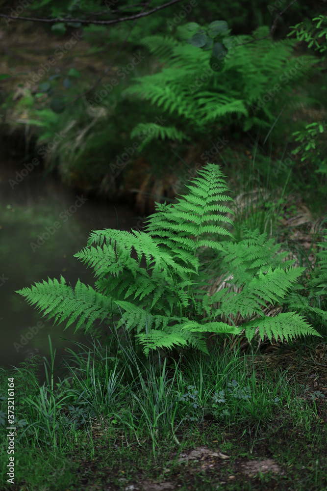 Green ferns growing on the lake Green ferns growing on the lake