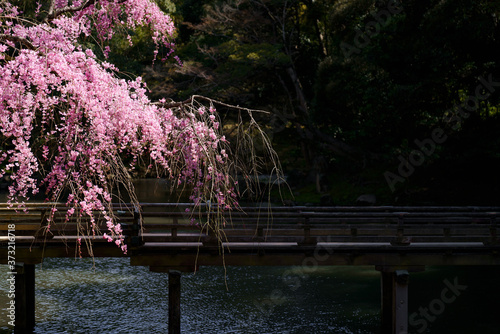 桜 photo