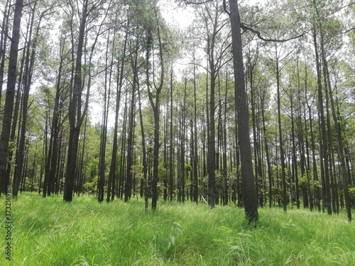 Kirirom Forest photo