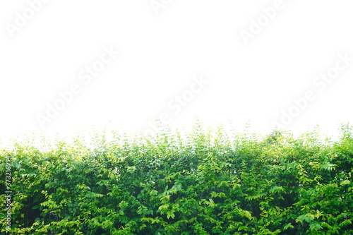 Green hedges or tree fence walls Isolated on white background