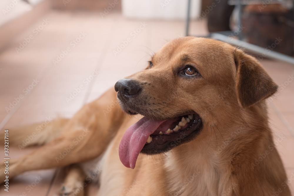 An image of adorable brown dog is looking up and open mouth to show its pink tongue