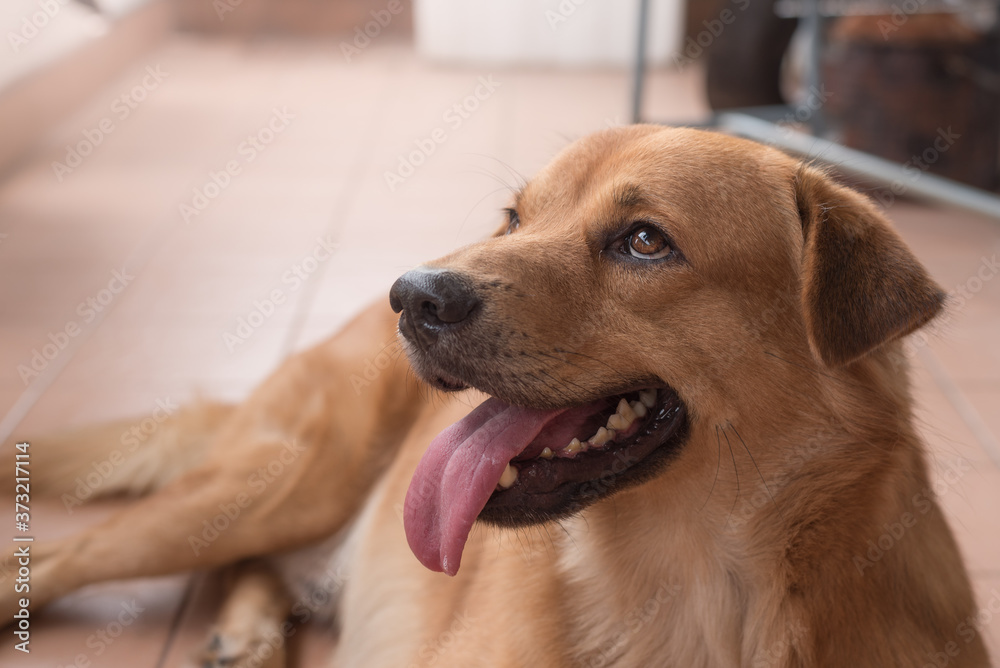 An image of adorable brown dog is looking up and open mouth to show its pink tongue An image of adorable brown dog is looking up and open mouth to show its pink tongue