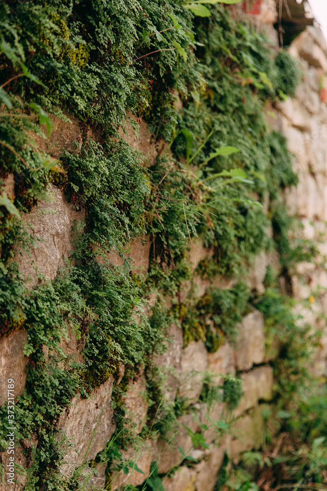 An old medieval stone wall, grass and moss on it. Wallpaper, natural background, copy space, soft focus. An old medieval stone wall, grass and moss on it. Wallpaper, natural background, copy space, soft focus.