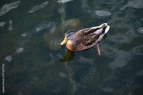 Brown wild duck swimming in the lake