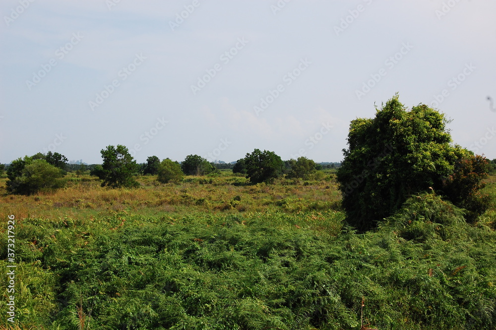 東南アジアのマレーシアの田舎にある熱帯の草原の風景と青い空