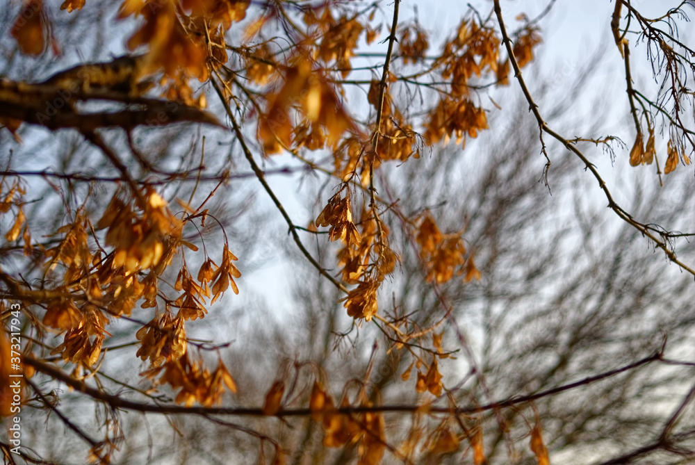 maple seeds on a tree in winter, Moscow