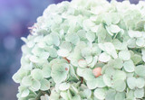 White hydrangea flowers close-up. Flower background of hydrangea flowers.