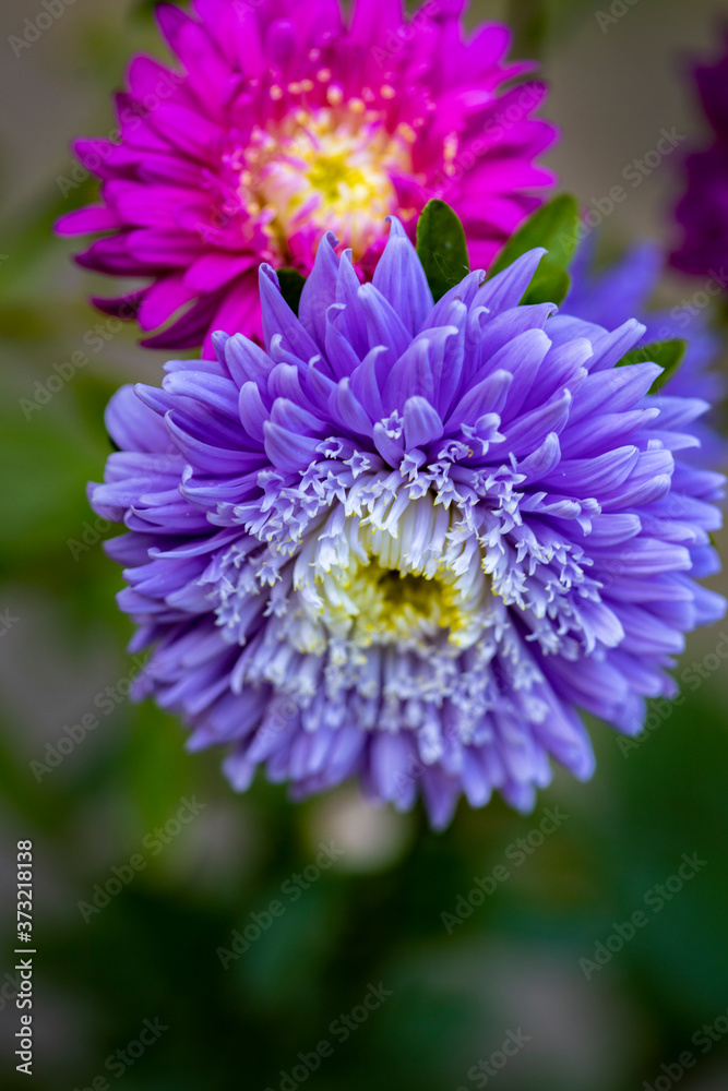 Pink and blue garden asters on green background Pink and blue garden asters on green background