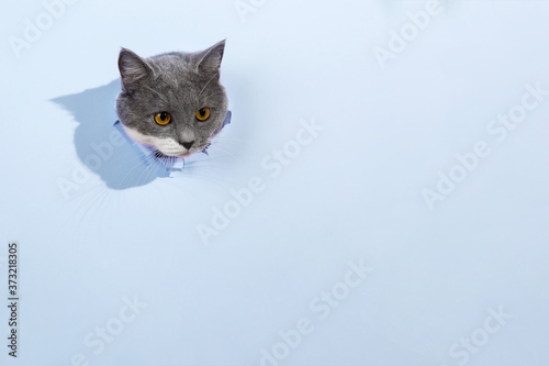 Grey beautiful cute cat peeks out of a hole in blue paper. Concept blank for the design of veterinary medicine, copy space.