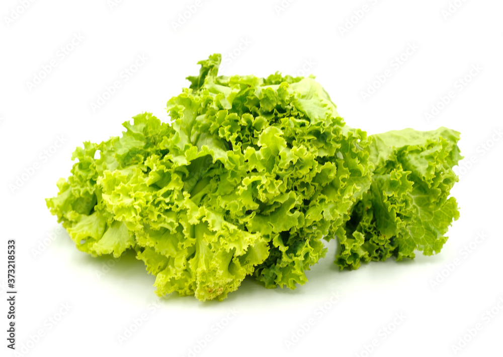 green leaf lettuce green leaf lettuce