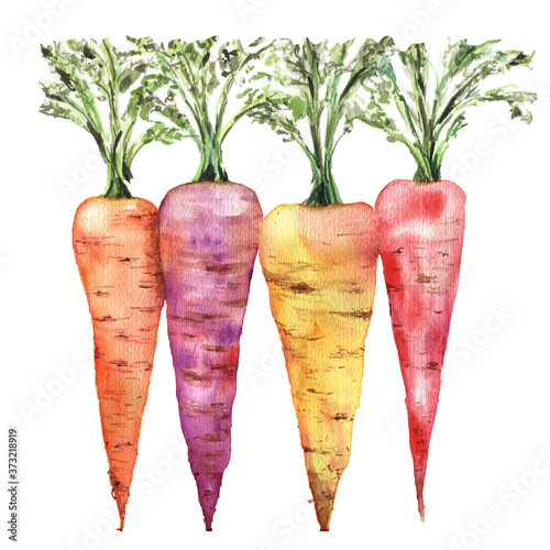 Fresh carrots with leaves watercolor illustration