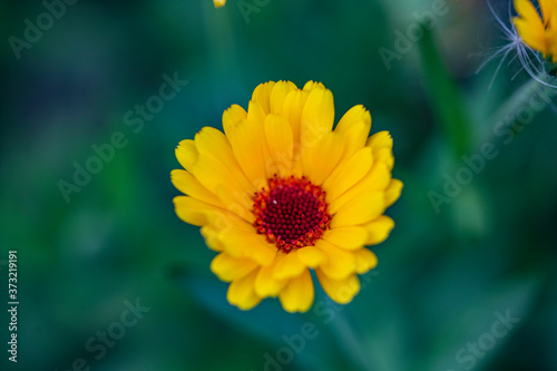 Bright orange flowers of garden calendula on a green background