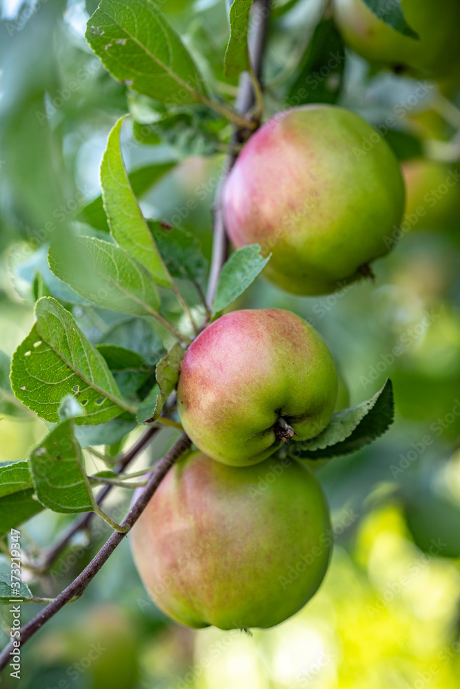 Garden apples growing on branches on a green background Garden apples growing on branches on a green background