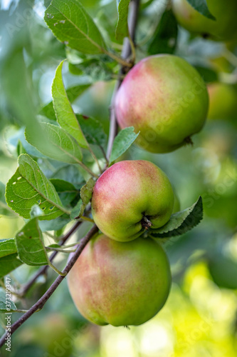 Garden apples growing on branches on a green background