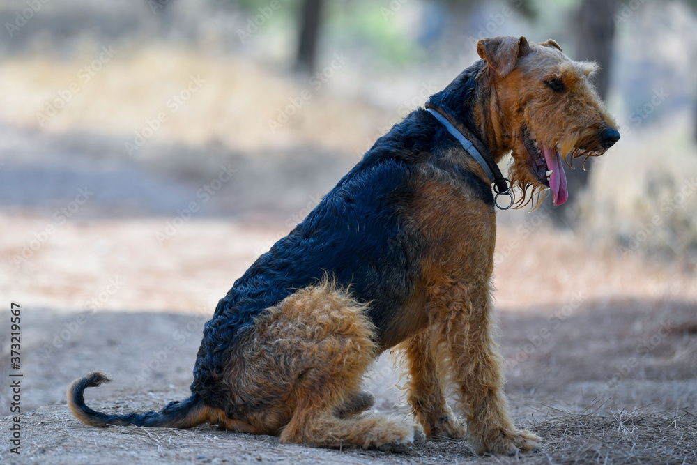 Airedale Terrier dog seats on a trail in the forest during the walking Airedale Terrier dog seats on a trail in the forest during the walking