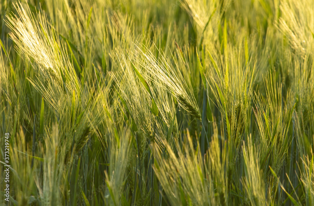 Green ears of wheat at sunset. Green ears of wheat at sunset.