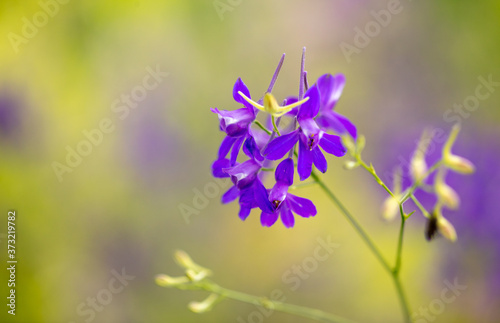 Beautiful blue flowers in the summer park.