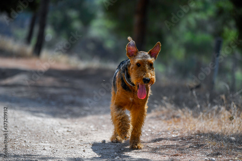 Airedale Terrier dog walking in the forest