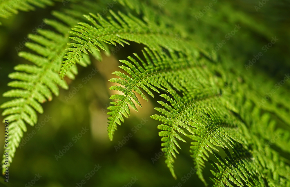 Leafs of green fern