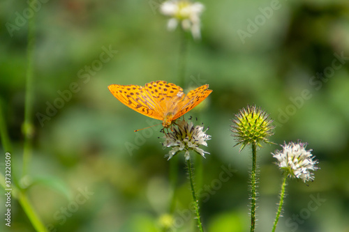 silver washed fritillary butterfly (Argynnis paphia) sitting on a small teasel, also called Dipsacus pilosus or behaarte karde photo