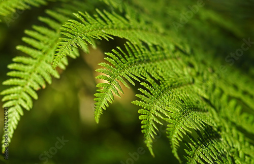 Leafs of green fern