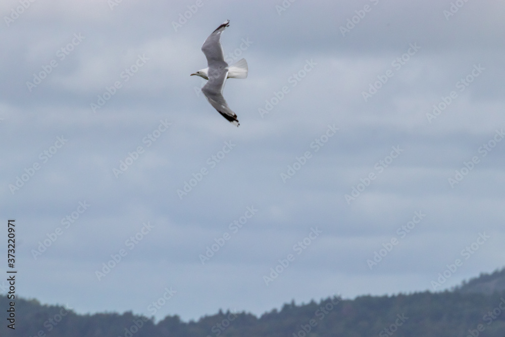 Flying gull