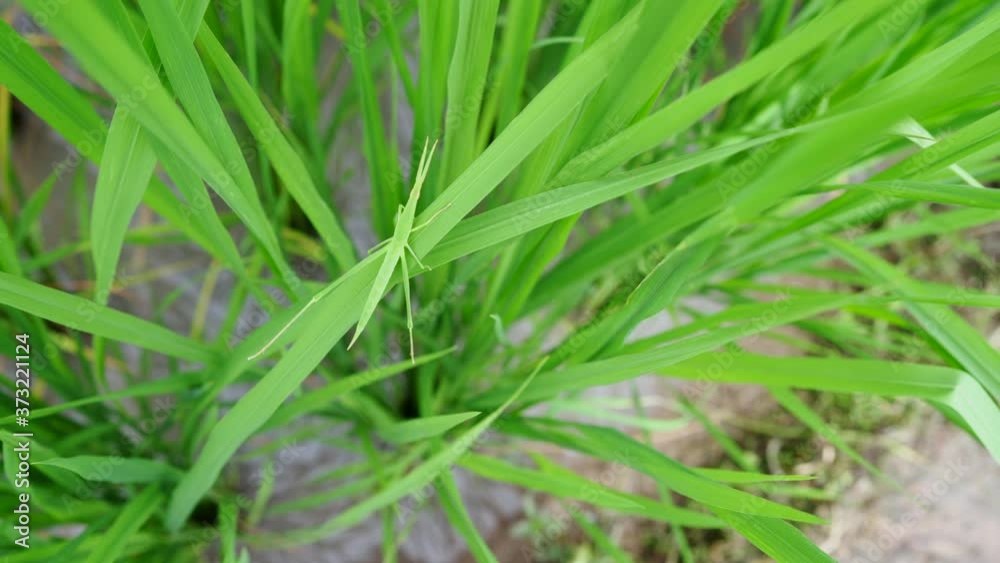 Green grasshopper on leaf of young rice plant. Green grasshopper on leaf of young rice plant.