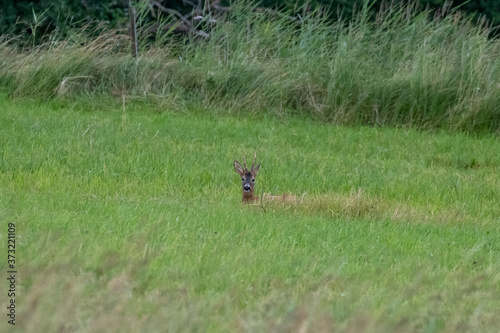Fototapeta Naklejka Na Ścianę i Meble -  Deer on a green field