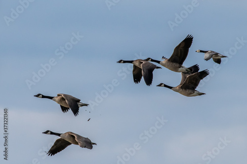 Flying white-cheeked goose