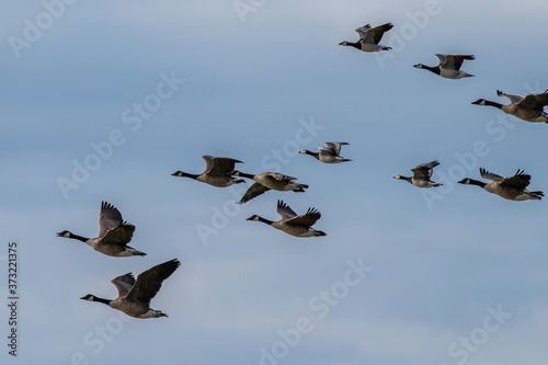 Flying white-cheeked goose © Dan