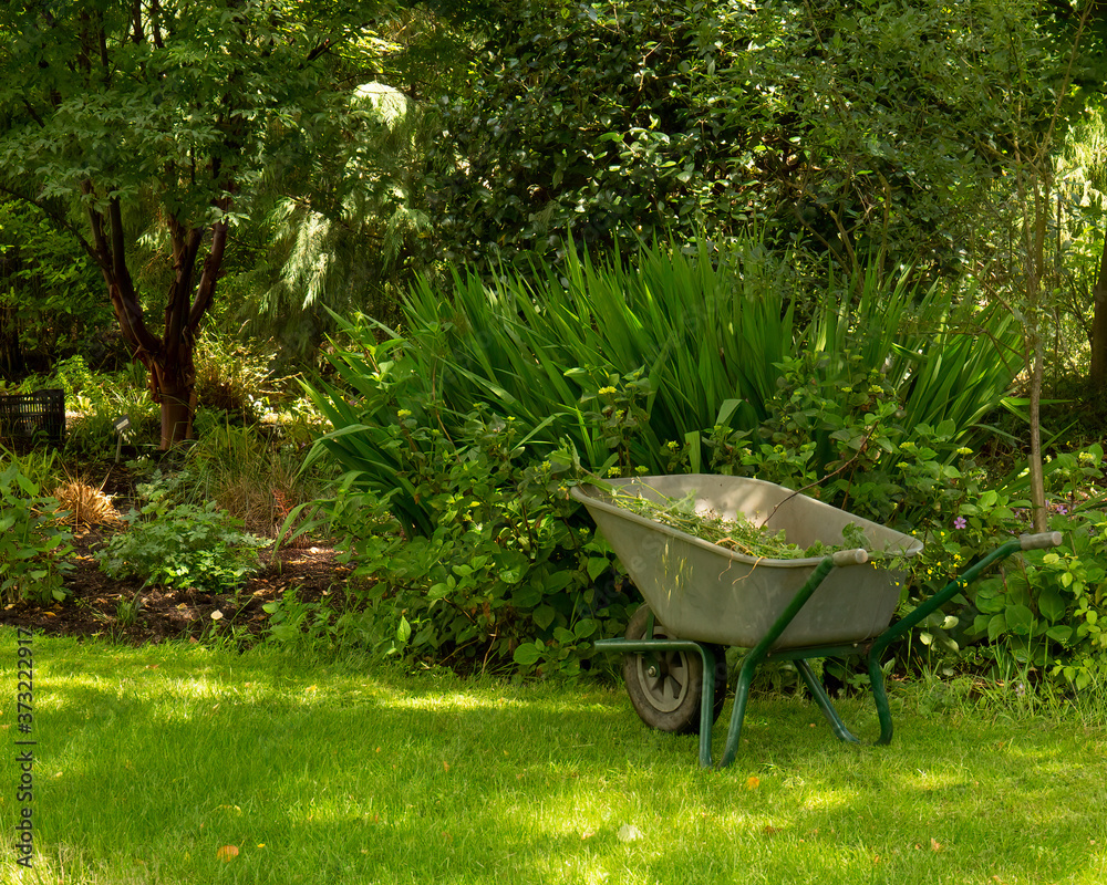 Wheelbarrow full of weeds  in garden. No people.  Concept of Keeping fit with gardening and helping environment