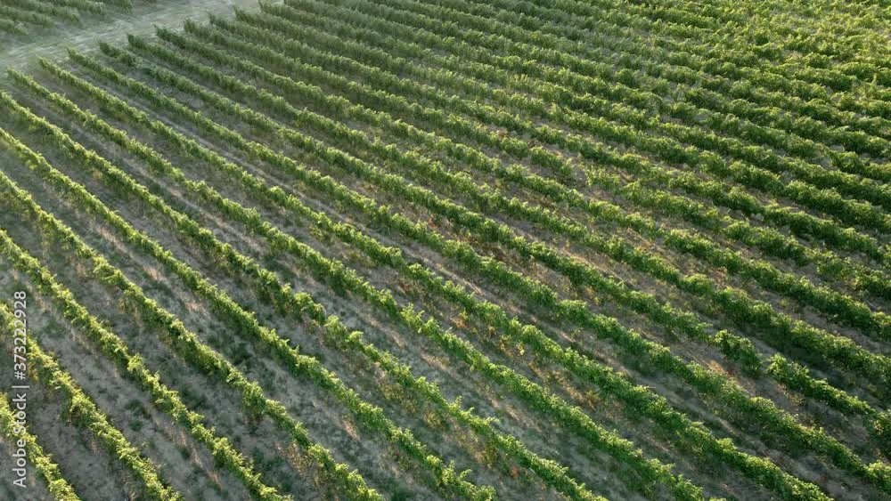 large vineyard field in the summer at sunset filmed with a copter large vineyard field in the summer at sunset filmed with a copter