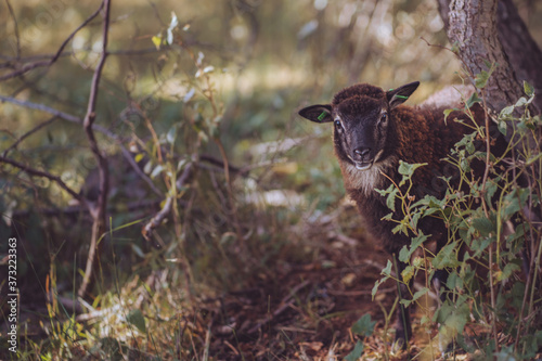 Adorable Romanov sheep standing next to a tree