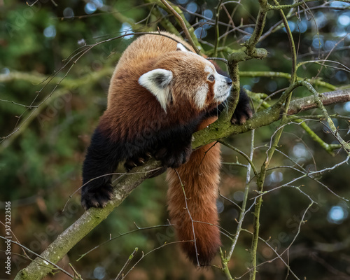 Red Panda (Ailurus fulgens) full body shot on autumn tree branch © Martin and Dawn Q