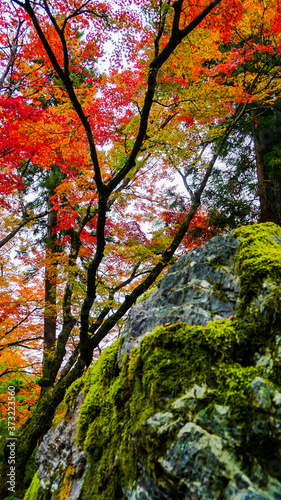 苔むす岩と紅葉