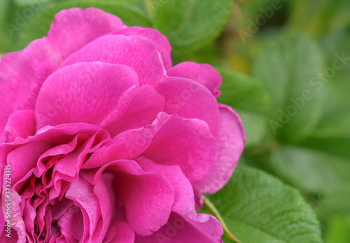 Wild rose flower. The petals are pink. Background - green leaves.