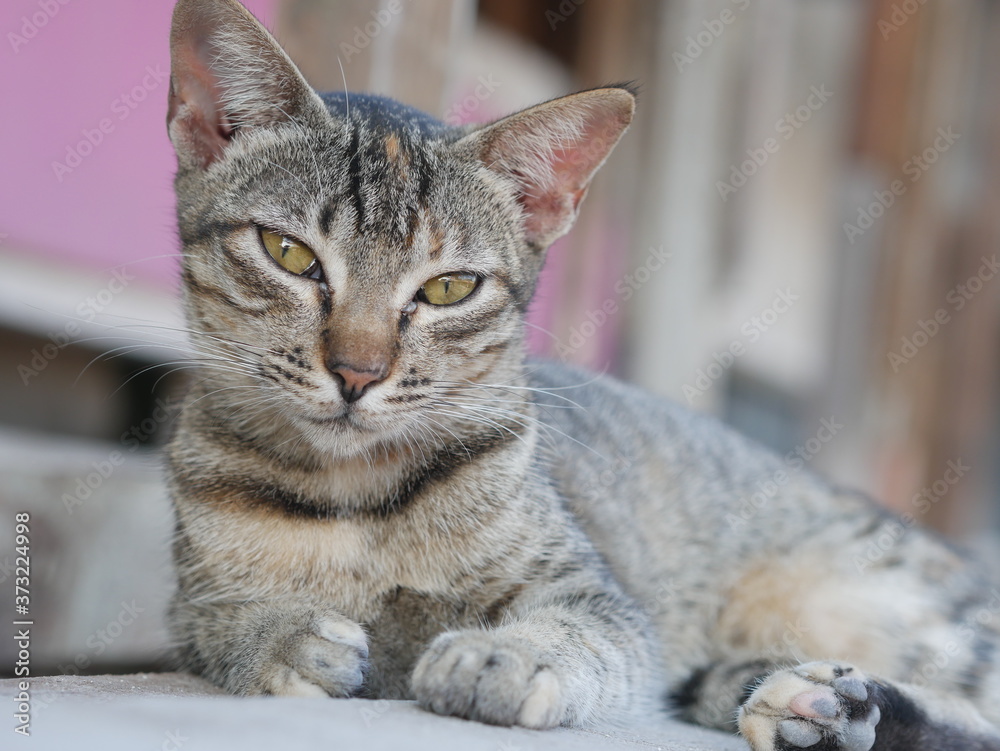 Exotic Cute Young Domestic Cat Portrait