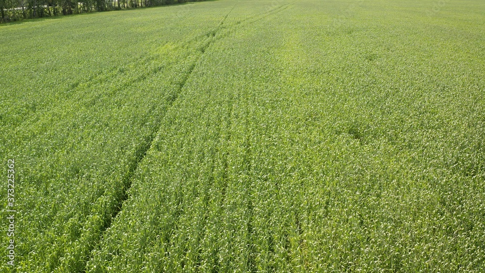Green wheat grows in the field. Field of wheat Green wheat grows in the field. Field of wheat